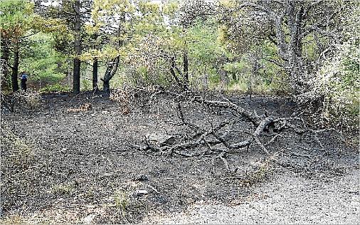 Un home intenta calar foc al bosc a Sant Feliu de Guíxols i se´l deté quan en fugia