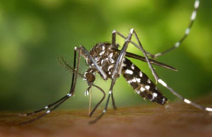 El “mosquit tigre” a Santa Cristina