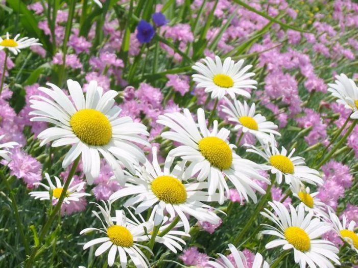 58è Concurs Exposició de Plantes i Flors a Sant Feliu.