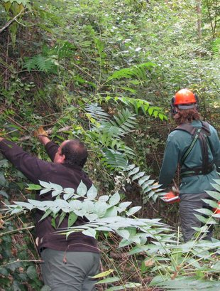 Un centre de discapacitats crea brigades forestals