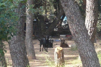 La barraca del bosc d´en Rabell deixarà de ser un problema