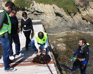 Denunciats quatre pescadors d’eriçons de mar i cinc restaurants