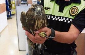 La Policia Local de Platja d´Aro recupera un aguilot comú