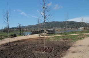 Planten 330 arbres al parc dels Estanys de Platja d’Aro