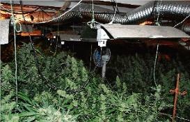 Els Mossos troben a Santa Cristina un miler de plantes de marihuana