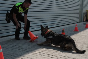 Els gossos policia de Platja d’Aro faciliten la detenció de quatre traficants