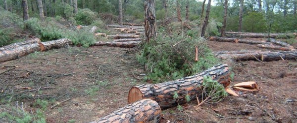 SOBRE LA TALA D’ARBRES A PEDRALTA