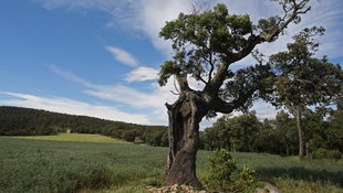 Conreus antiincendis a les Gavarres