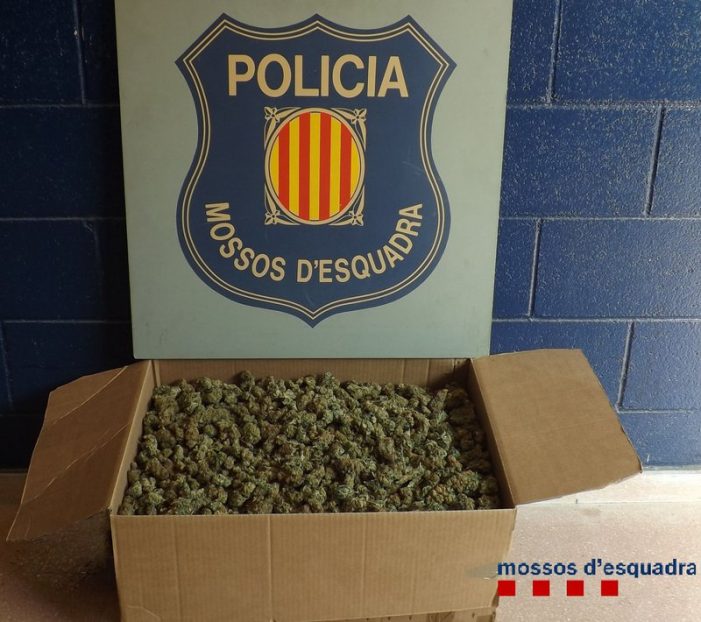 Un lladre perd 5 kg de marihuana i se li espatlla el cotxe, a s’Agaró