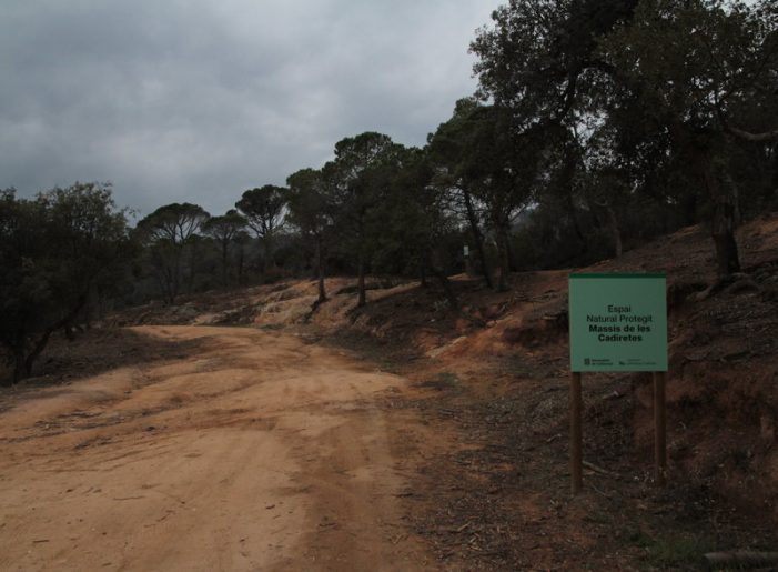 Feines forestals a Sant Feliu contra incendis a l’Ardenya