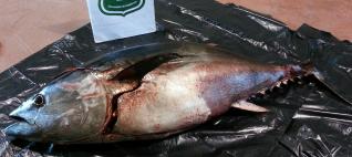 Denuncien un home per pescar un tonyina vermella a Sant Feliu