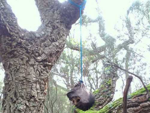 CONTINUEN TREBALLANT PER IDENTIFICAR EL CAP TROBAT AL BOSC