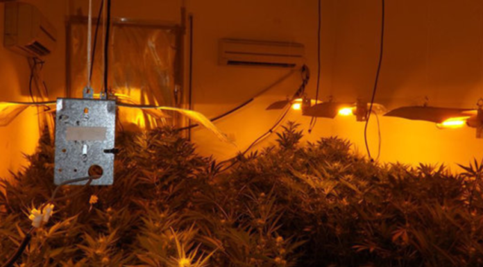 Detenen tres veïns de Sant Feliu de Guíxols per tenir més de 500 plantes de marihuana i la llum punxada
