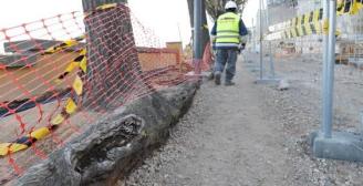 Les arrels obliguen a talar els 15 oms del passeig Rius i Calvet