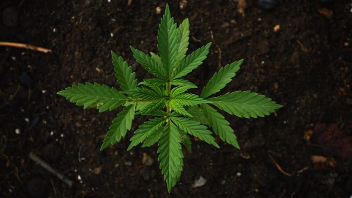 Colpegen violentament i roben el propietari d’una plantació de marihuana a Santa Cristina
