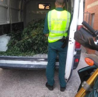 Comissen 22 plantes de marihuana en una finca de Santa Cristina d’Aro