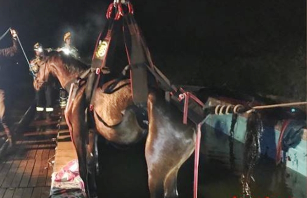 Rescat d’un cavall que cau a una piscina a Santa Cristina d’Aro
