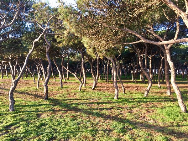 Castell-Platja d’Aro ampliarà en 26.000 metres quadrats les zones verdes i espais lliures de construcció després de protegir-ne més de 678.000 m² en els darrers 8 anys