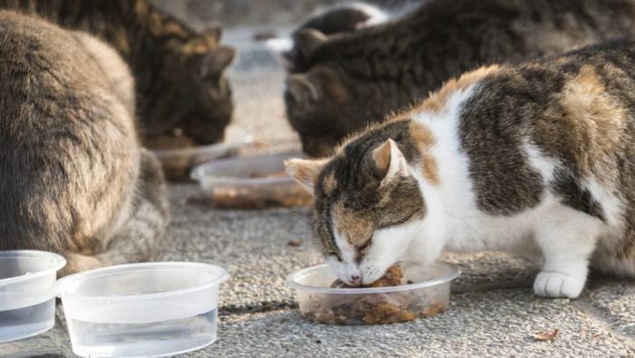 Crida de voluntàries/voluntaris que són alimentadores/alimentadors de les colònies de gats de Sant Feliu de Guíxols