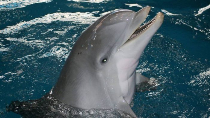 Costa Brava: candidata per acollir el segon refugi de dofins del món