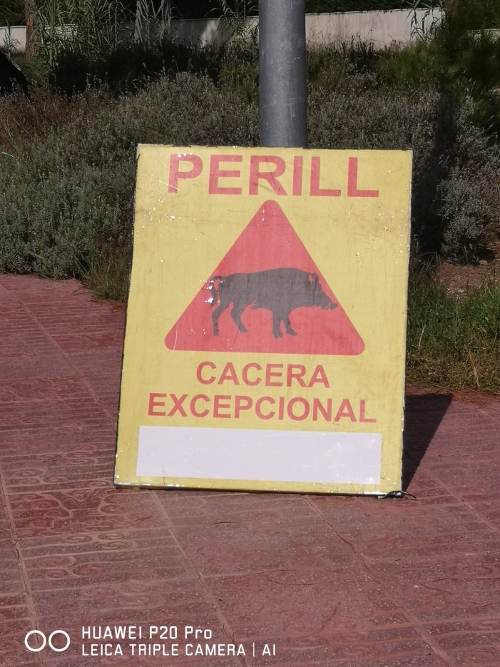Platja d’Aro vol fer caceres de porc senglar a les urbanitzacions que el pateixen Platja d’Aro vol fer caceres de porc senglar a les urbanitzacions que el pateixen