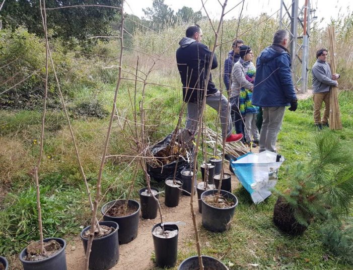 Plantada d’arbres dels Polseres Verdes