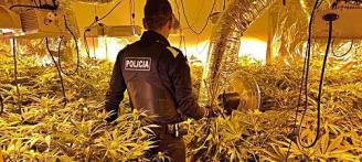 Una queixa per l’estat d’un gos posa al descobert 1.000 plantes de marihuana