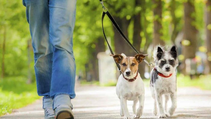 Distància màxima per passejar el gos, que és de 200 metres