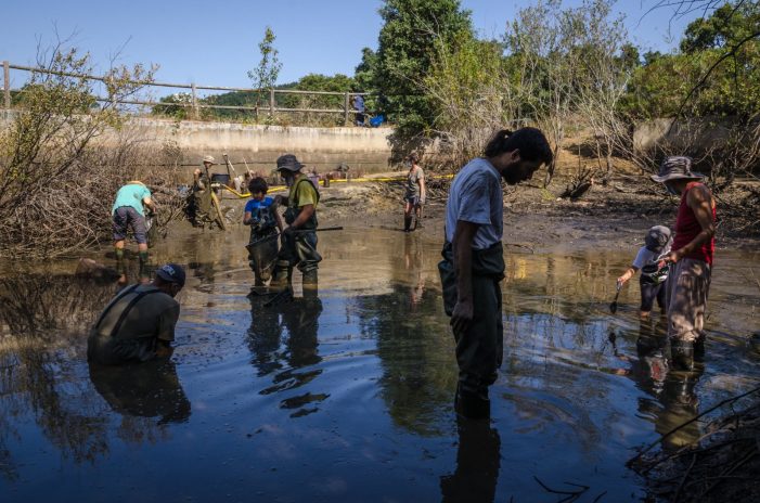 Prop de 3.500 exemplars de cranc roig retirats en dos dies de voluntariat ambiental a les basses de Santa Cristina d’Aro