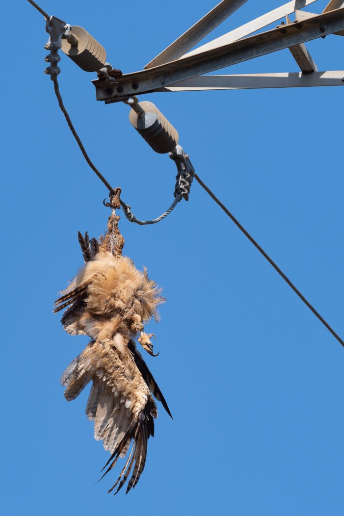 El Grup de Natura Sterna denuncia la mort d’un altre duc electrocutat a Castell d’Aro